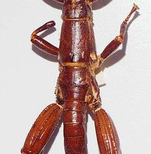 Phasme en pleine forme