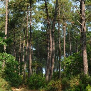 L’Échappée Sauvage